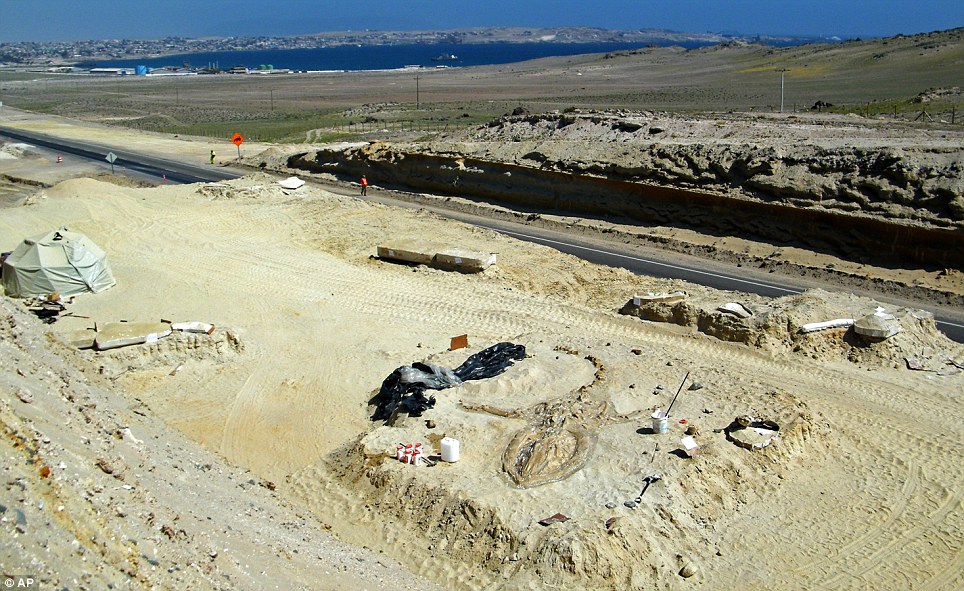 Beached: The skeletons, which include a sperm whale and a now-extinct dolphin with tusks, were found more than half a mile from the South Pacific Ocean